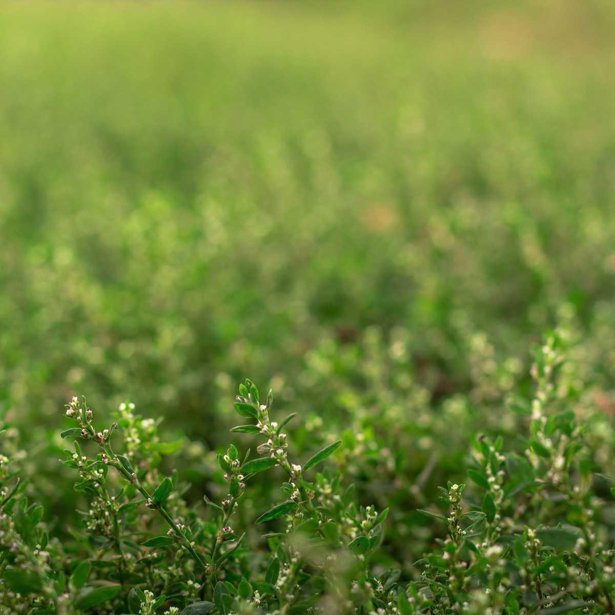 Prostrate Knotweed (Polygonum aviculare)