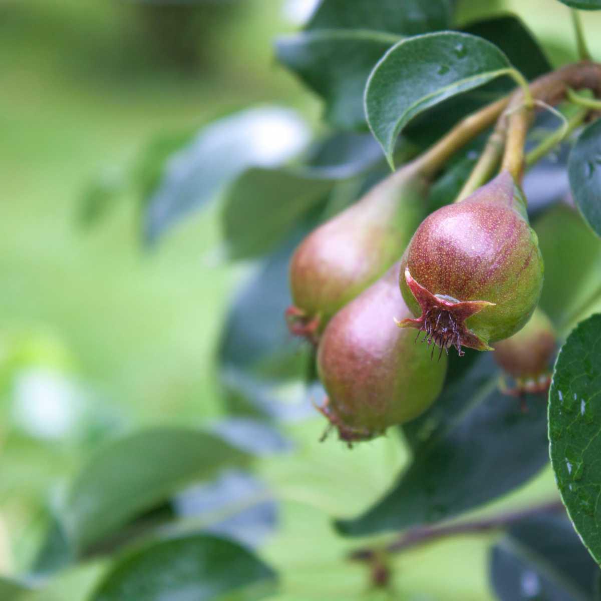 Pear (Pyrus communis)