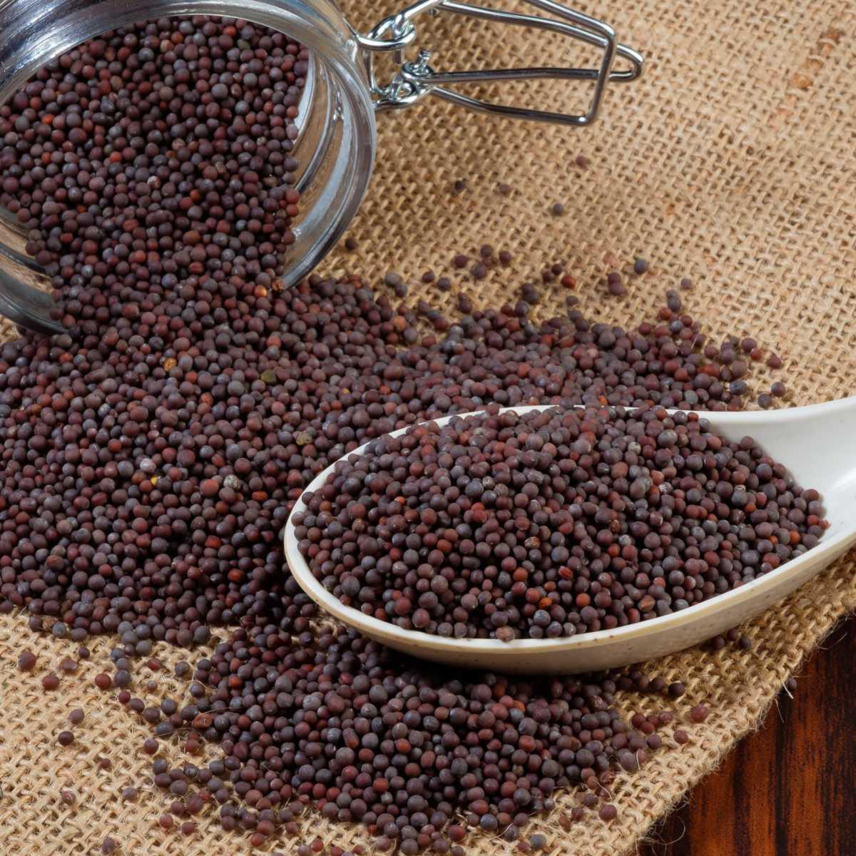 Black Mustard (Brassica nigra)