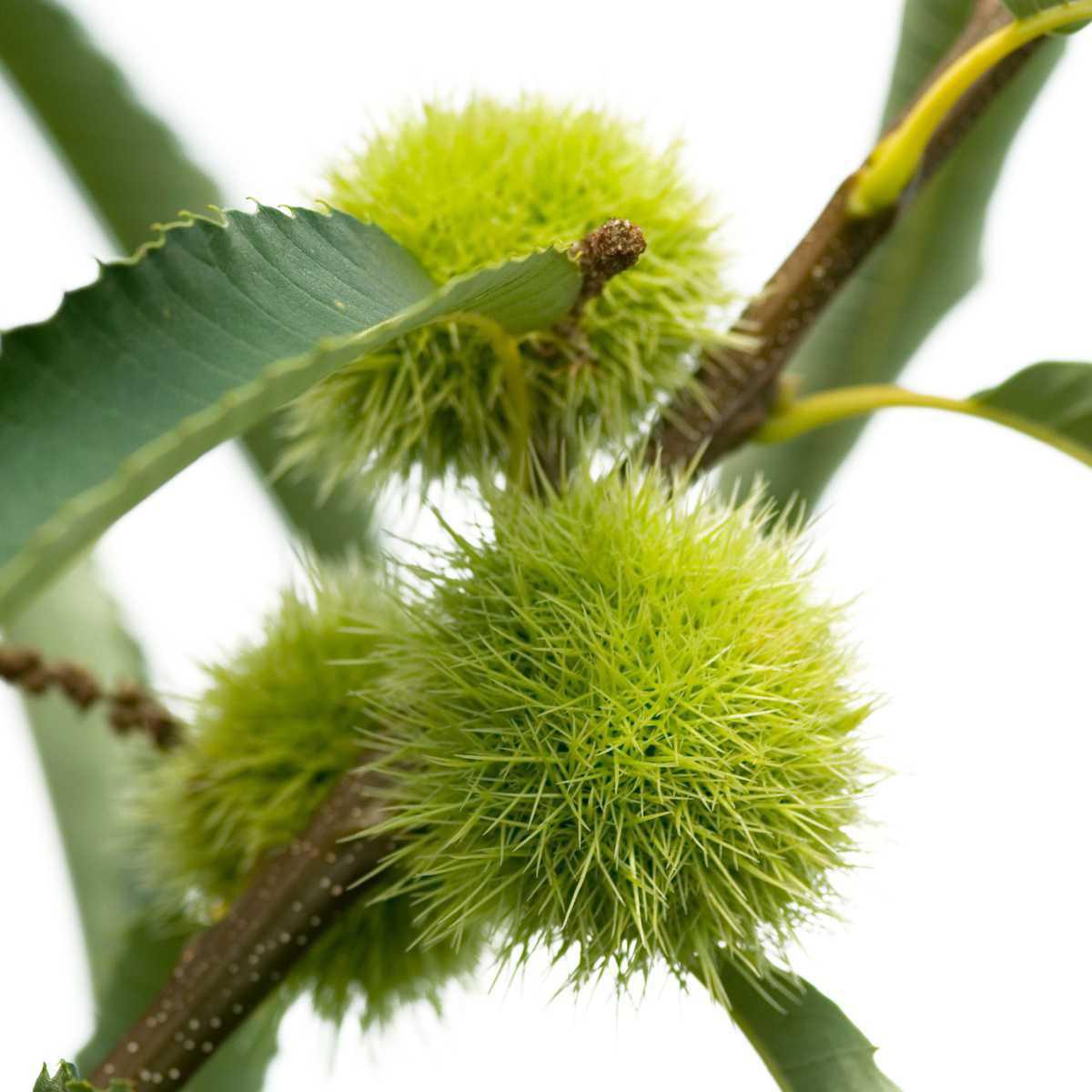 Chestnut Tree (Castanea sativa Mill.)
