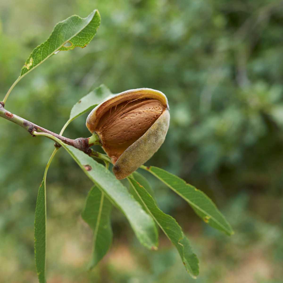 Almond tree (Prunus dulcis)