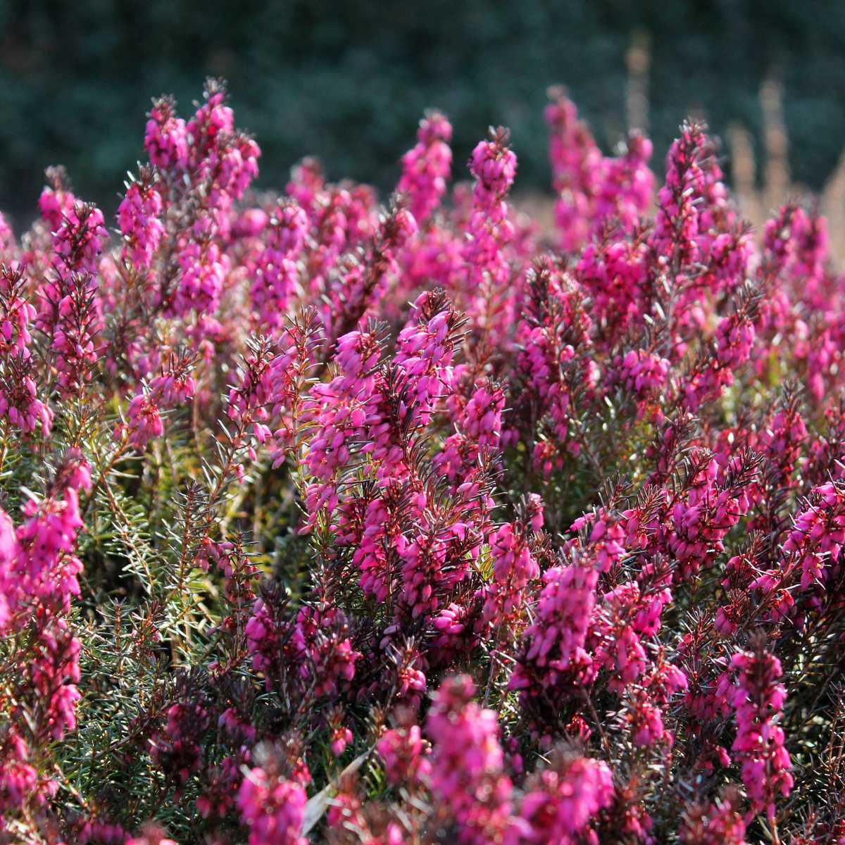Heather (Calluna vulgaris)