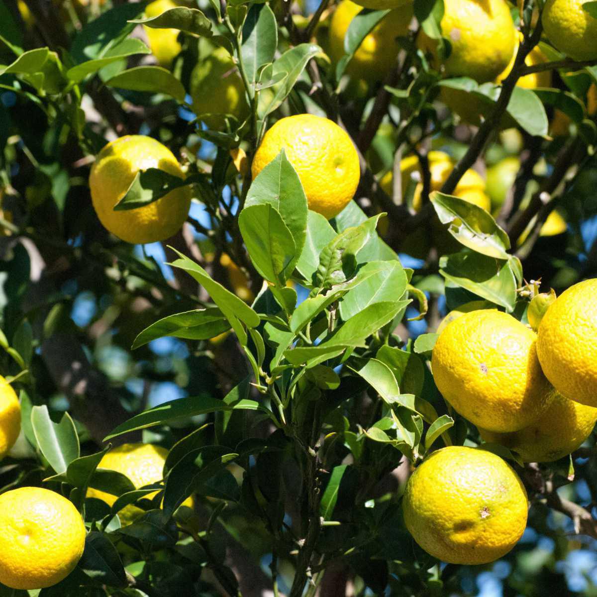 Lemon Tree (Citrus limon)