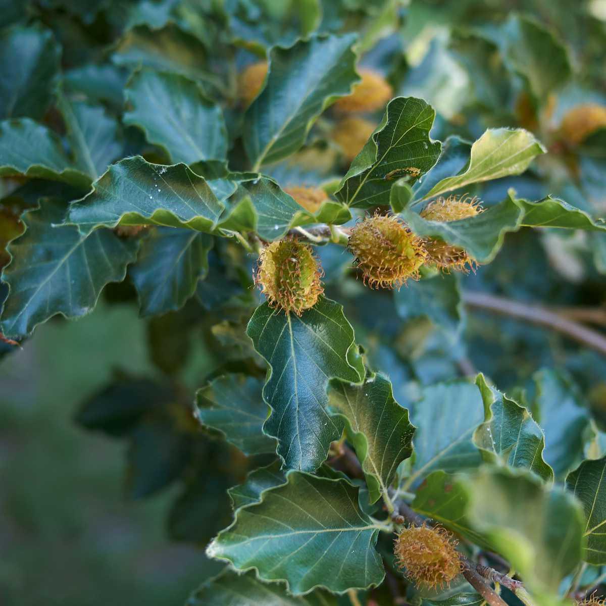 Beech (Fagus sylvatica L.)