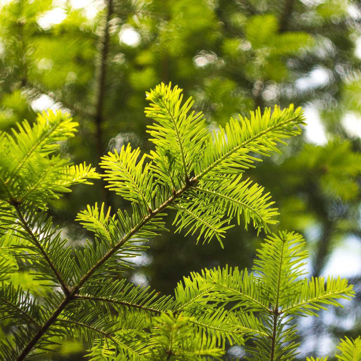 Silver Fir (Abies alba)