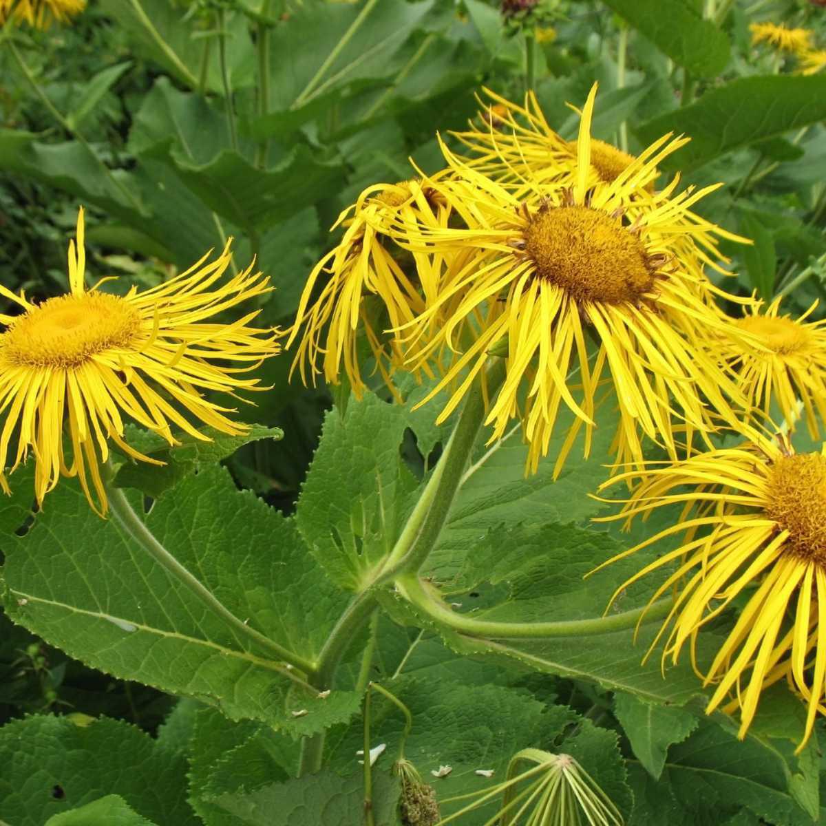 Elecampane (Inula helenium)
