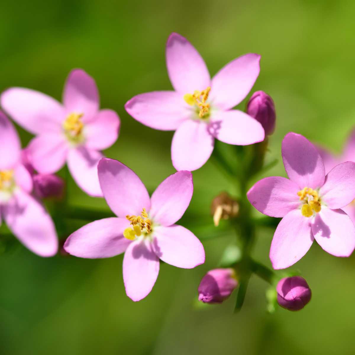 04 - Centaury
