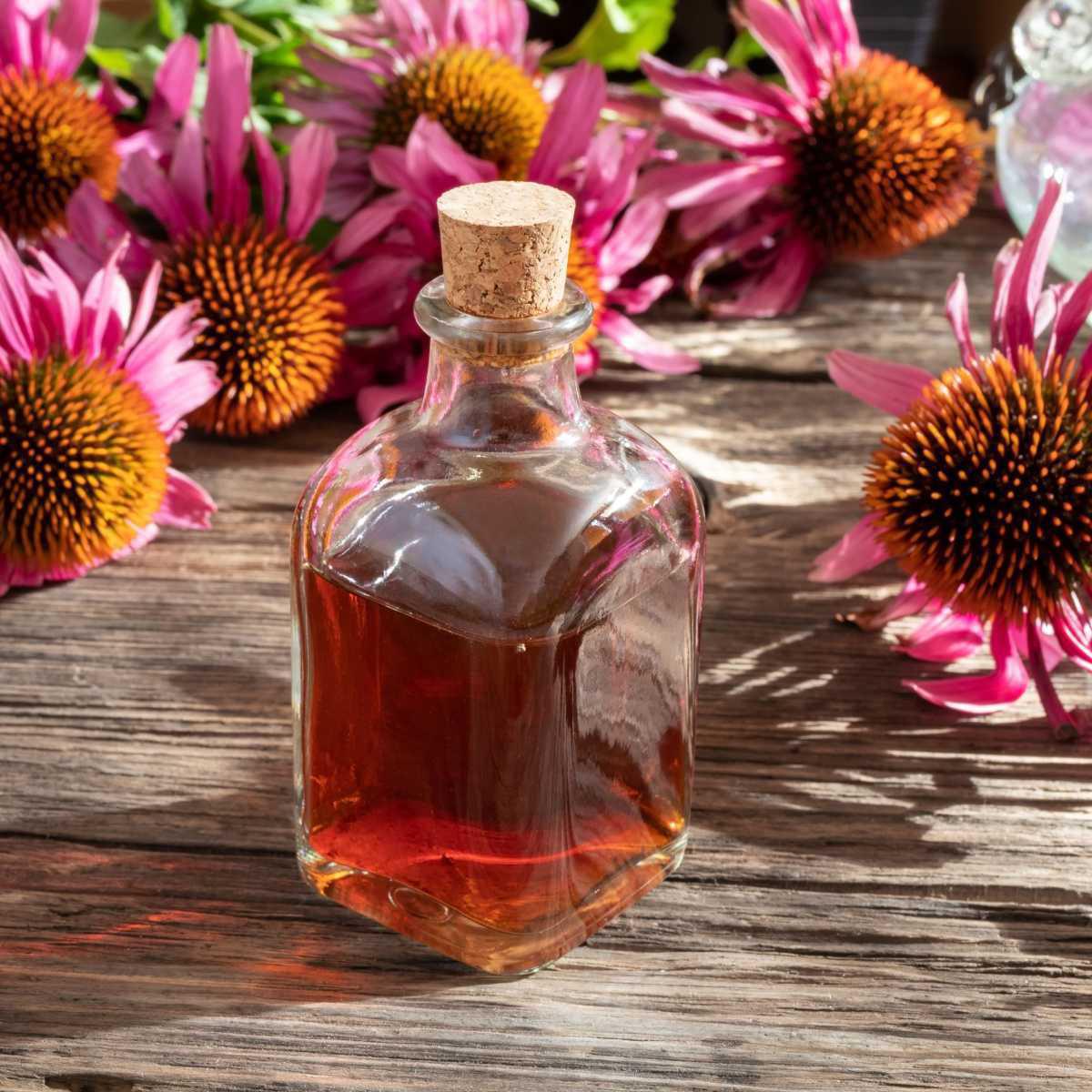 Purple Coneflower Tincture