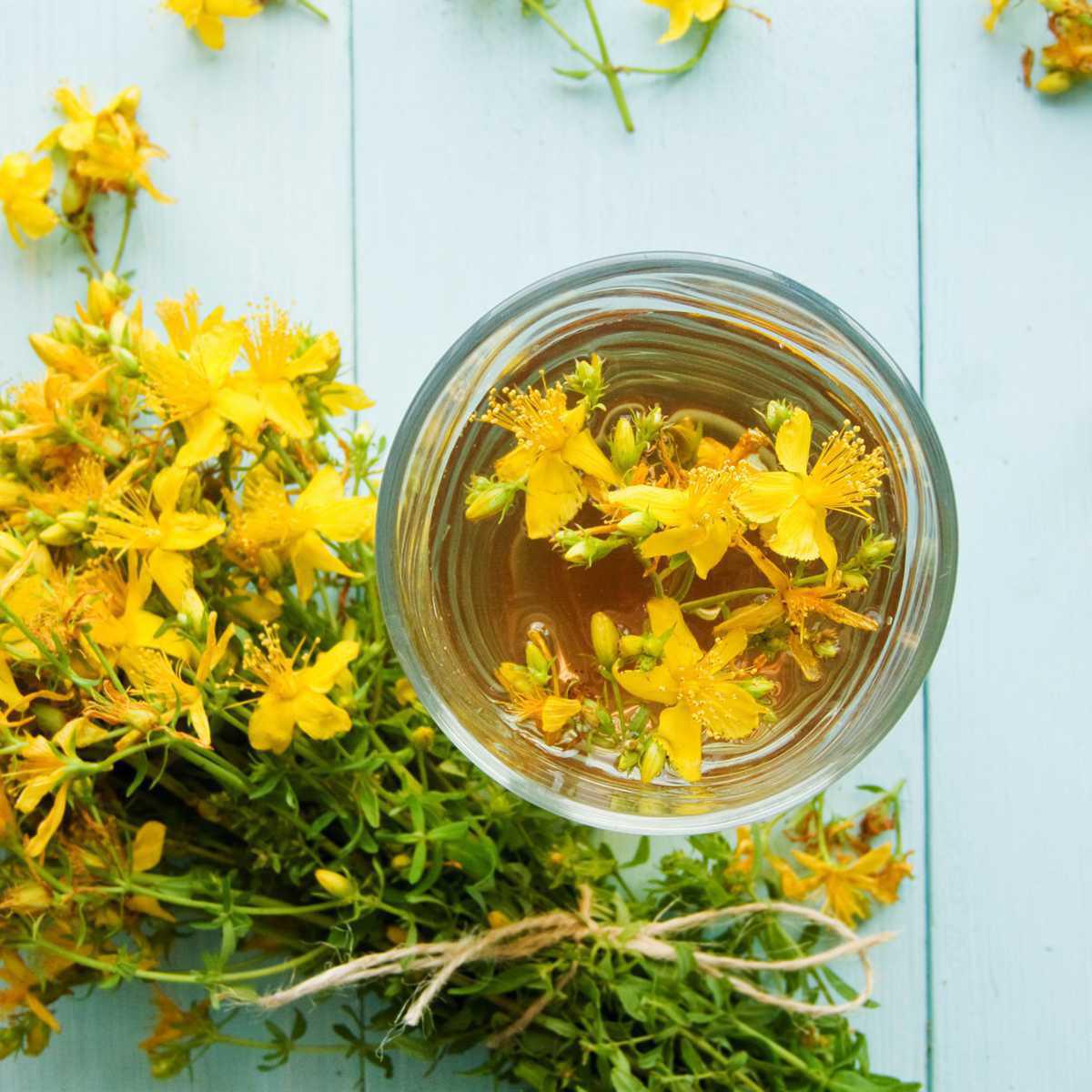 St. John's wort Infusion