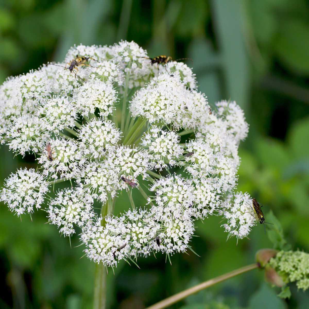 Angelica Infusion