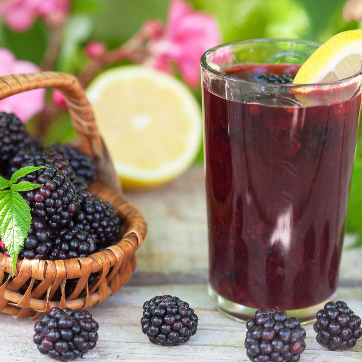 Blackberry Decoction