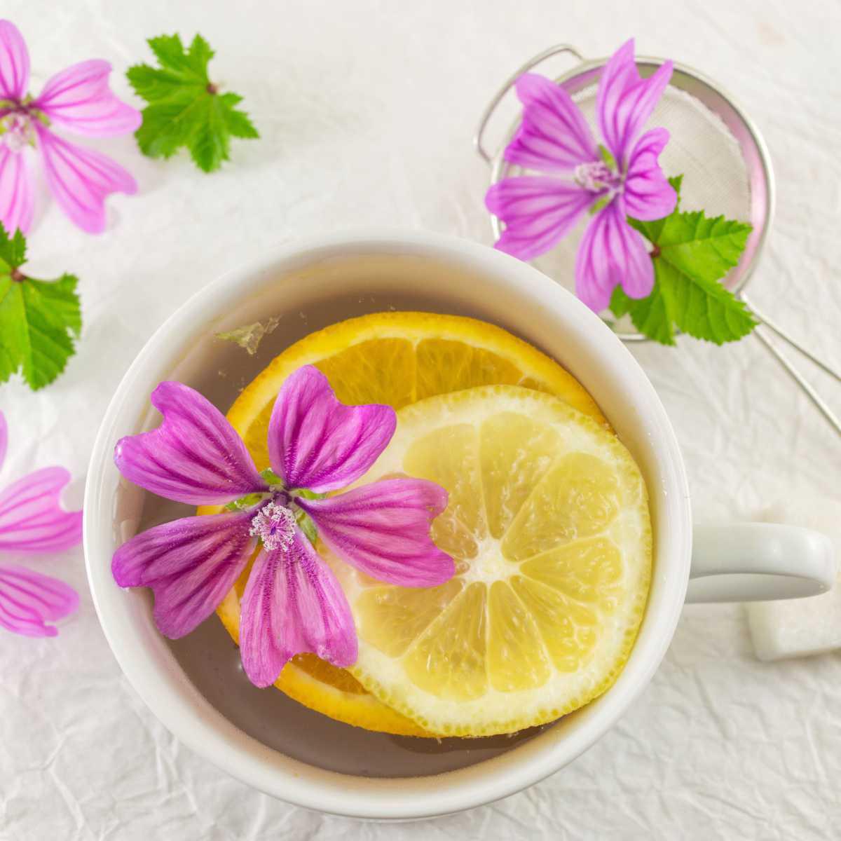 Mallow Infusion 