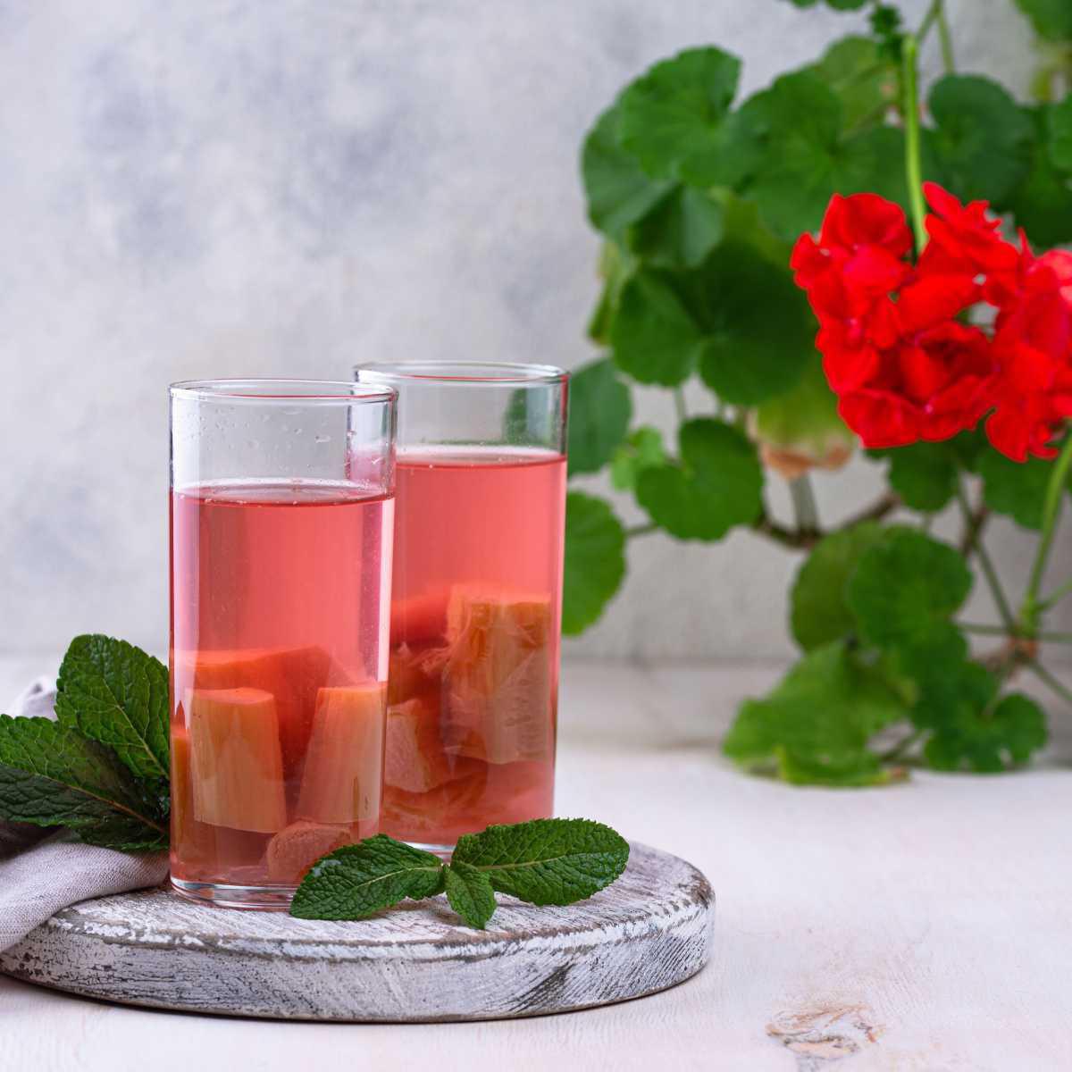 Rhubarb Infusion