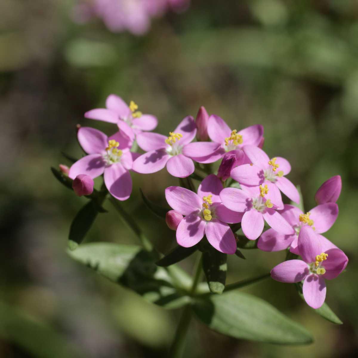 Common Centaury Infusion