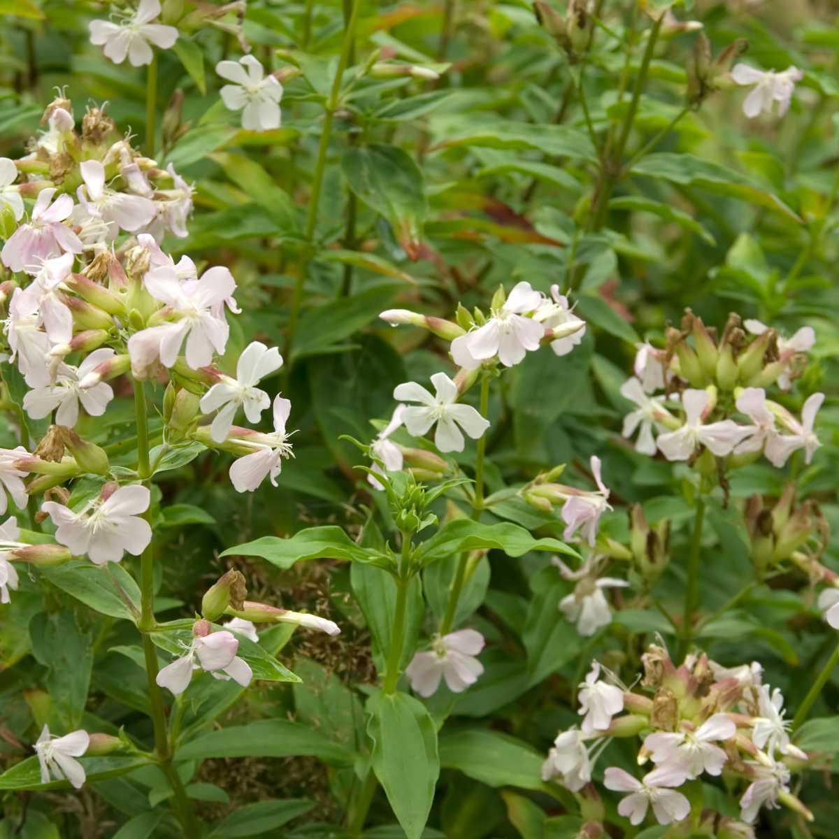 Soapwort Decoction