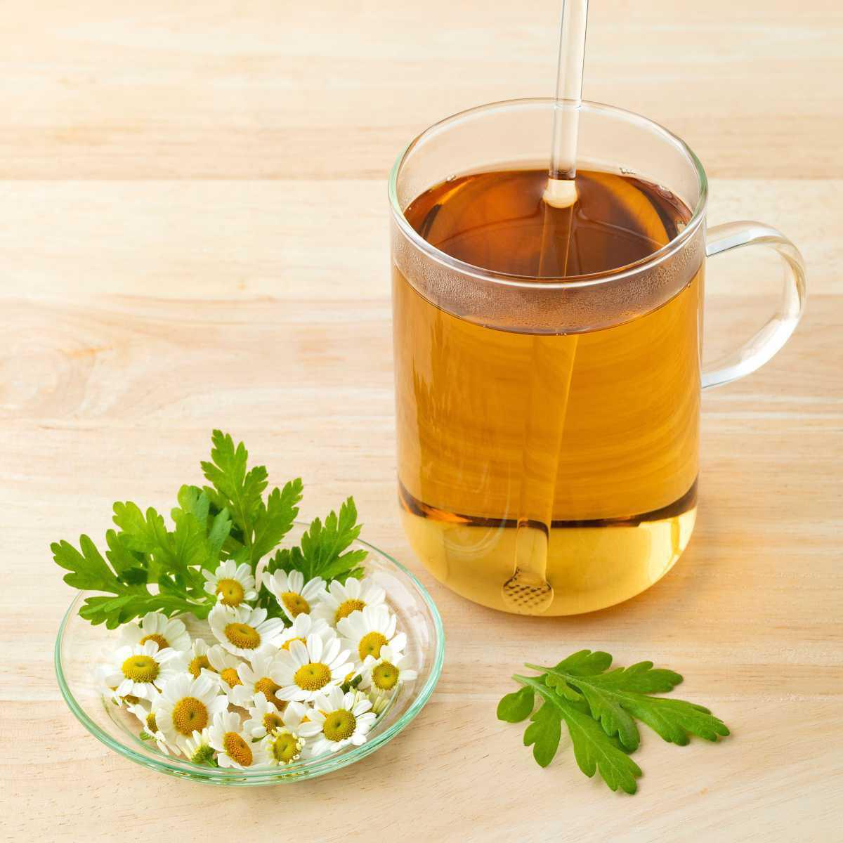 Feverfew Infusion