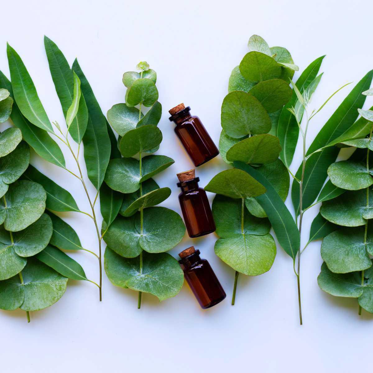 Gully peppermint (Eucalyptus smithii)