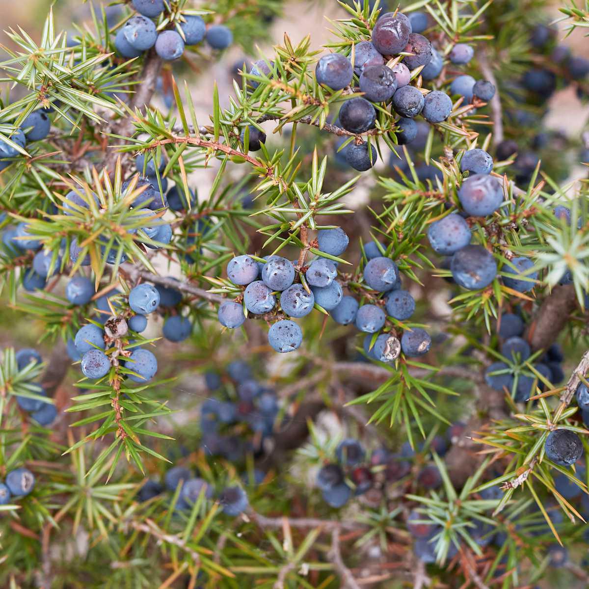 Juniper (Juniperus communis L.)