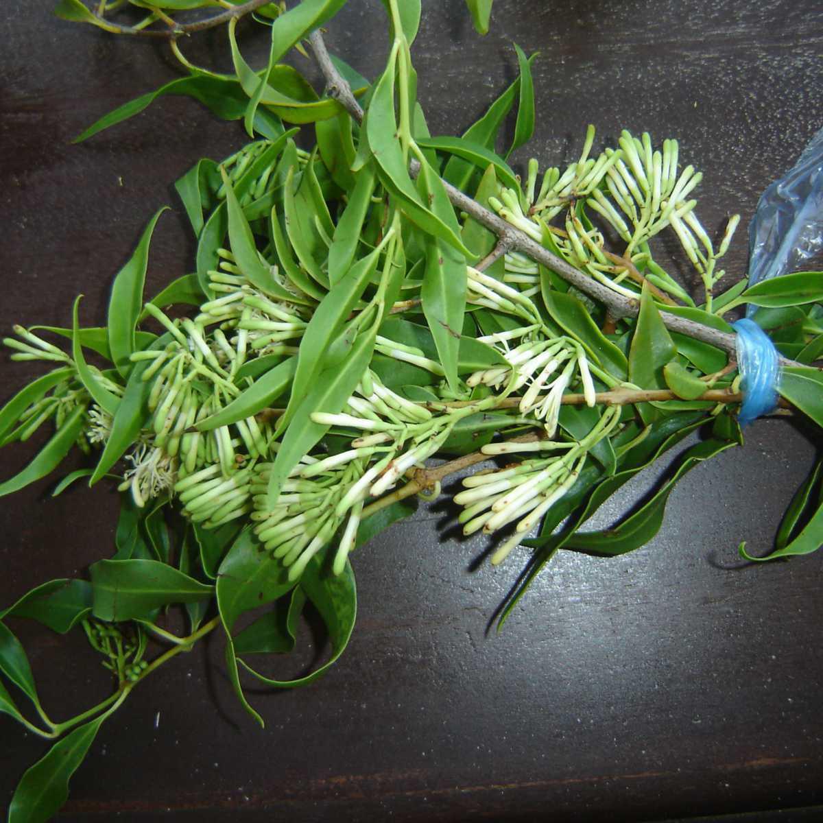Blue peppermint (Eucalyptus dives)