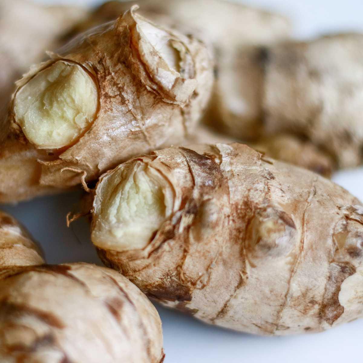 Ginger (Zingiber officinale)