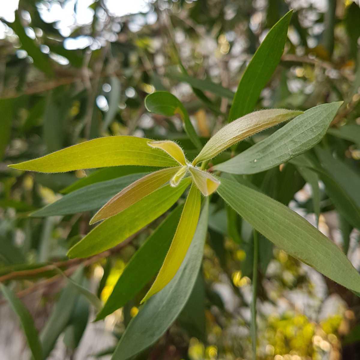 Cajuput ( Melaleuca leucadendron cajuputii)