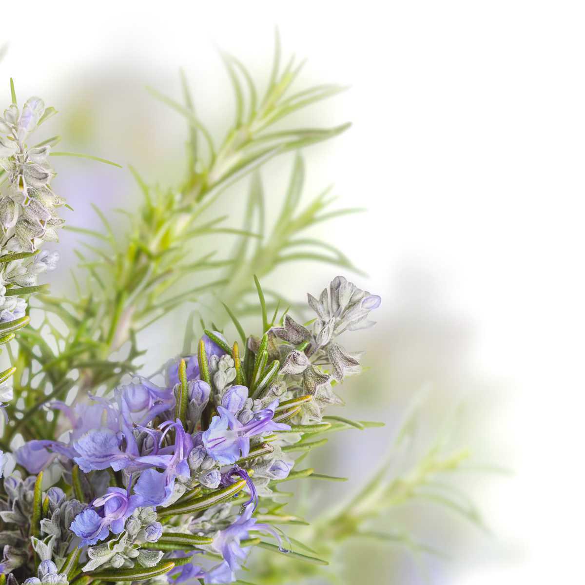 Rosemary (Verbenone) (Rosmarinus officinalis verbenone)