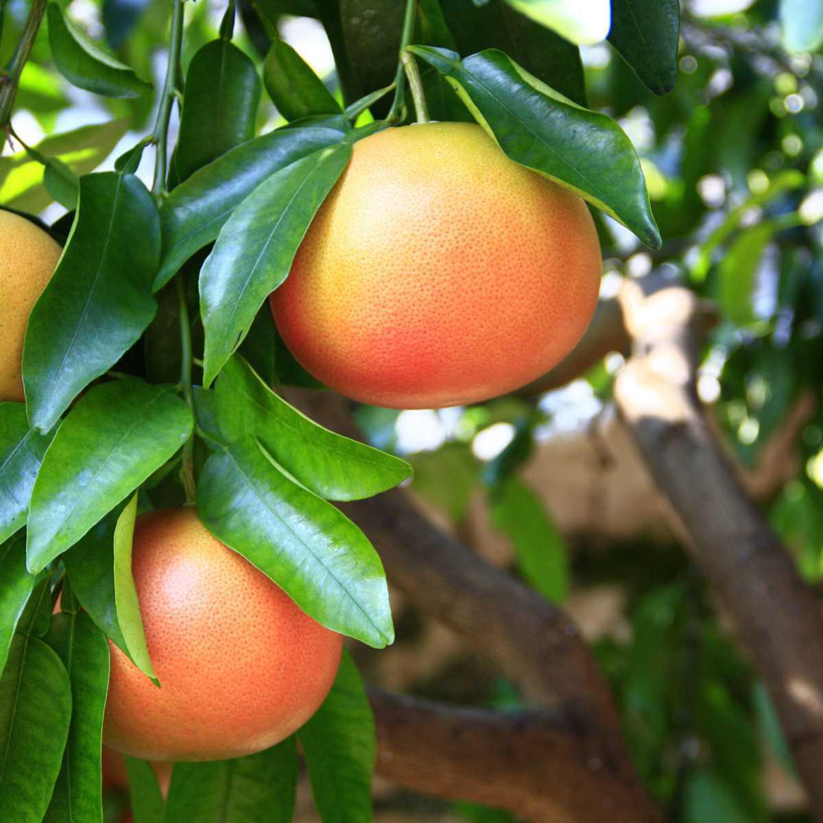 Grapefruit (Citrus paradisi)