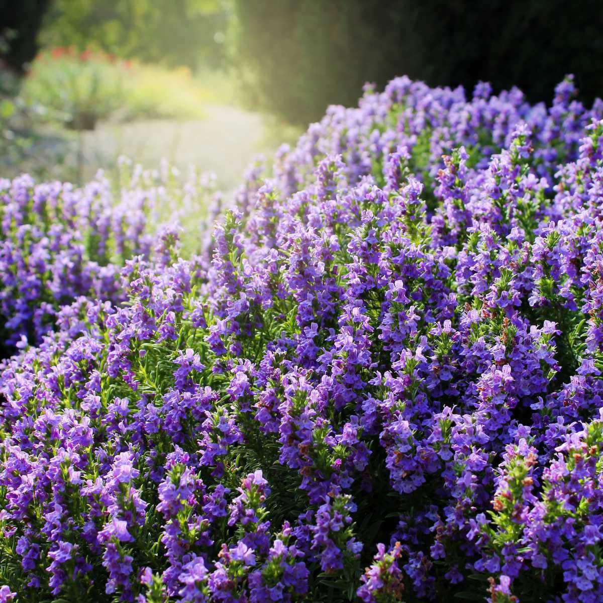 Winter savory (Satureja montana)