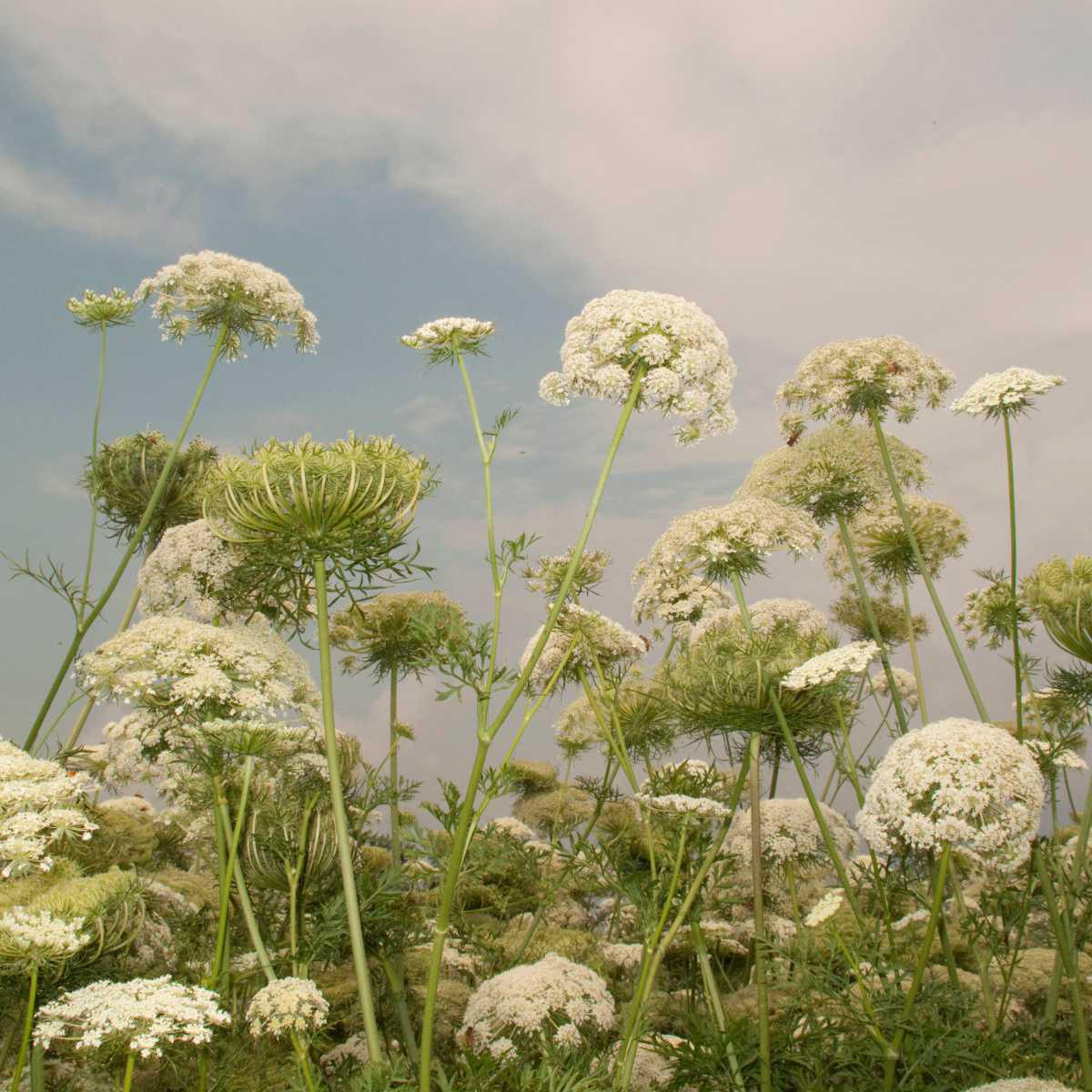 Wild carrot (Daucus carota L.)