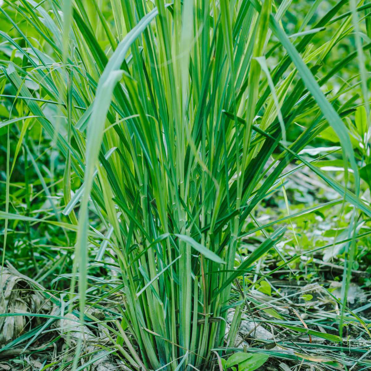 Java citronella (Cymbopogon winterianus)