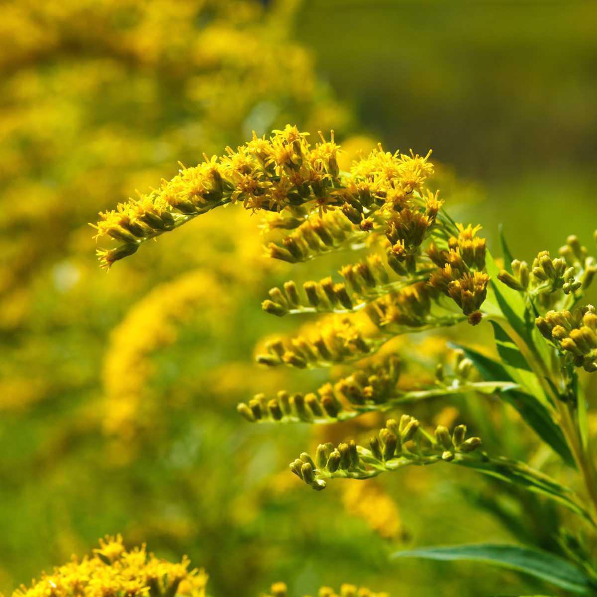 Goldenrod (Solidago canadensis L.)