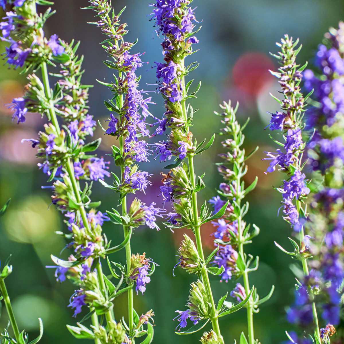 Hyssop ( Hyssopus officinalis)