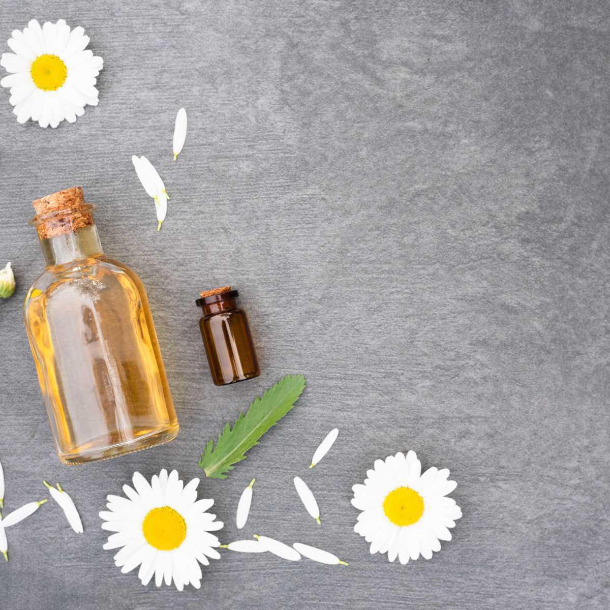 Roman chamomile (Chamaemelum nobile)