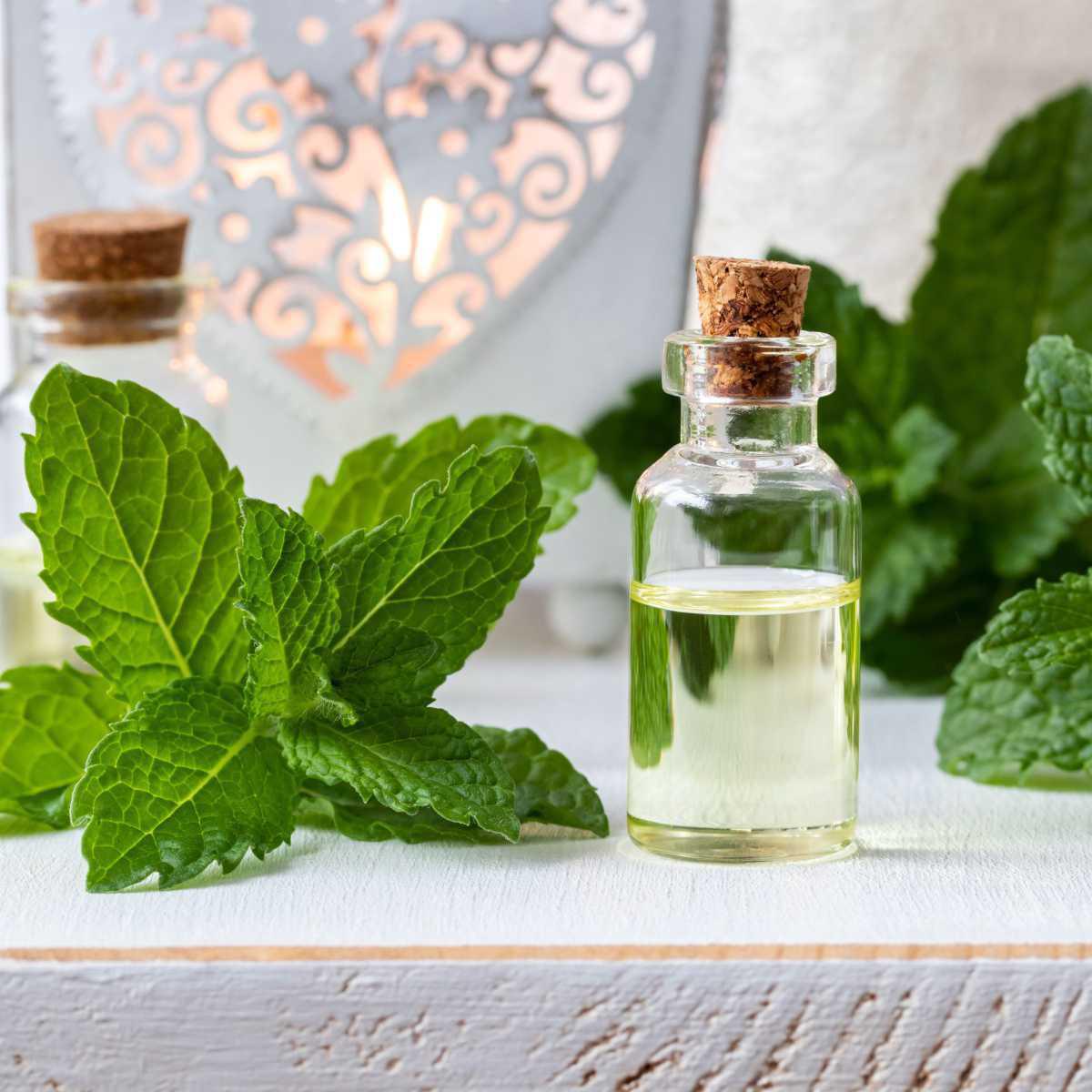Peppermint (Mentha piperita)