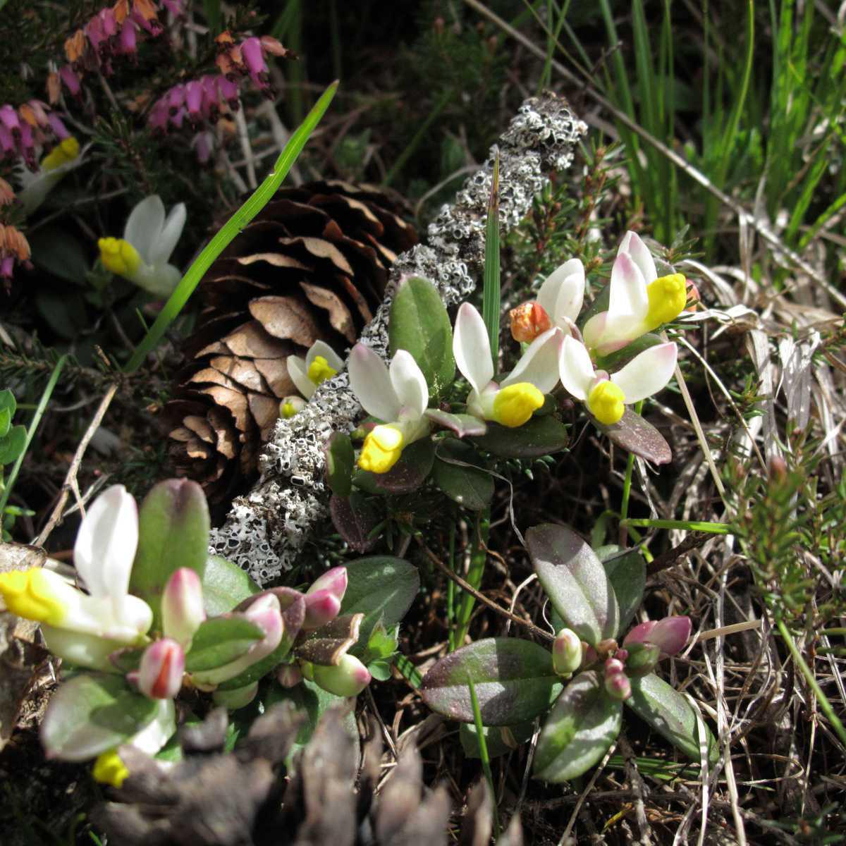 Senega
