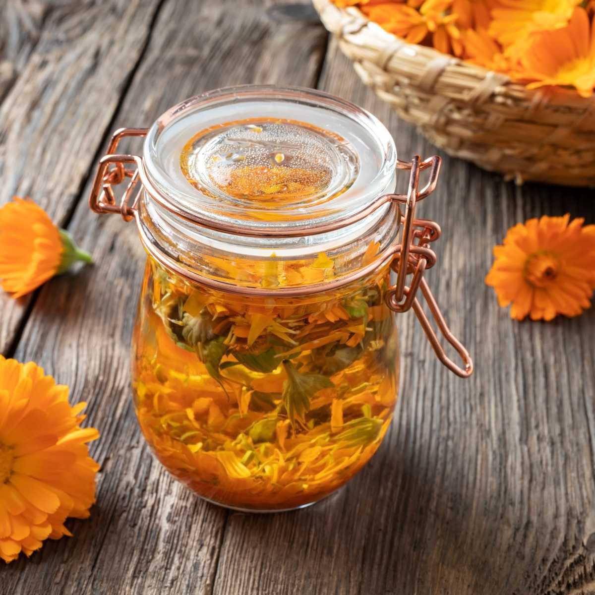Protocol for the production of glycerin tincture (GT)