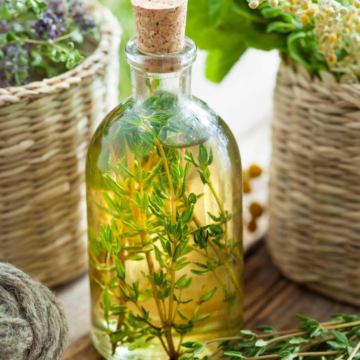 Protocol for the production of vinegar tinctures (VT)