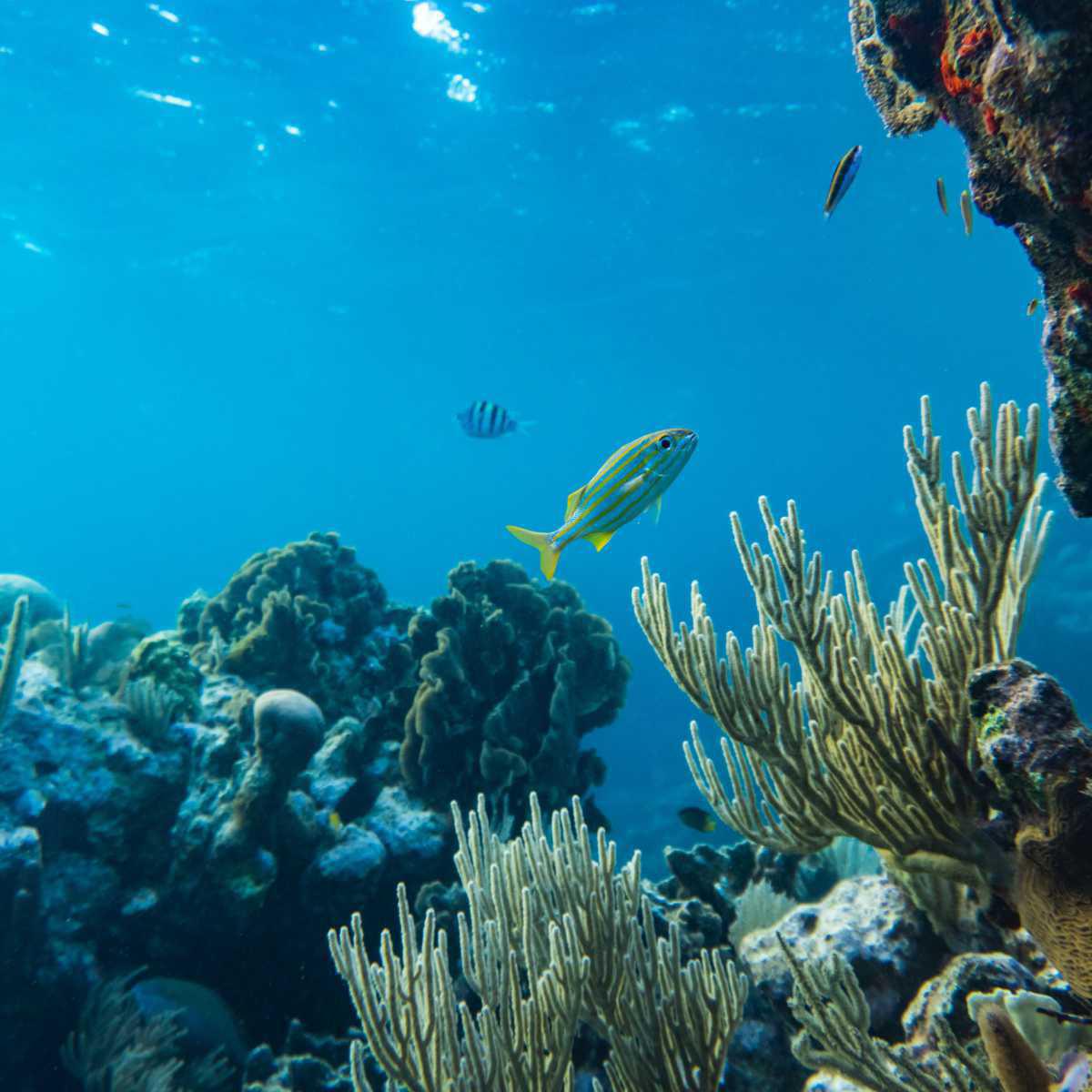 The aquatic environment thanks us!