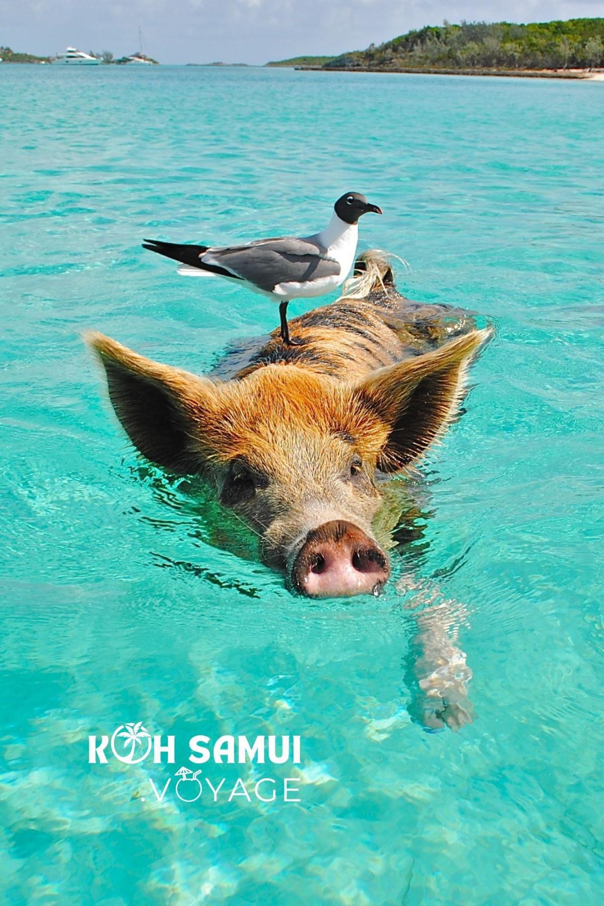 Excursions et Activités à Koh Samui - Catalogue KSV 2025 Excursions et Activités à Koh Samui - Catalogue KSV 2025