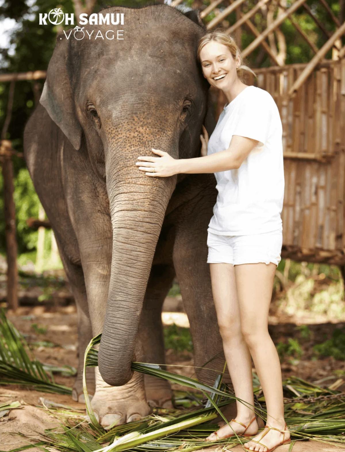 Soins Aux Éléphants à Koh Samui : Activité en demi-journée Soins Aux Éléphants à Koh Samui : Activité en demi-journée