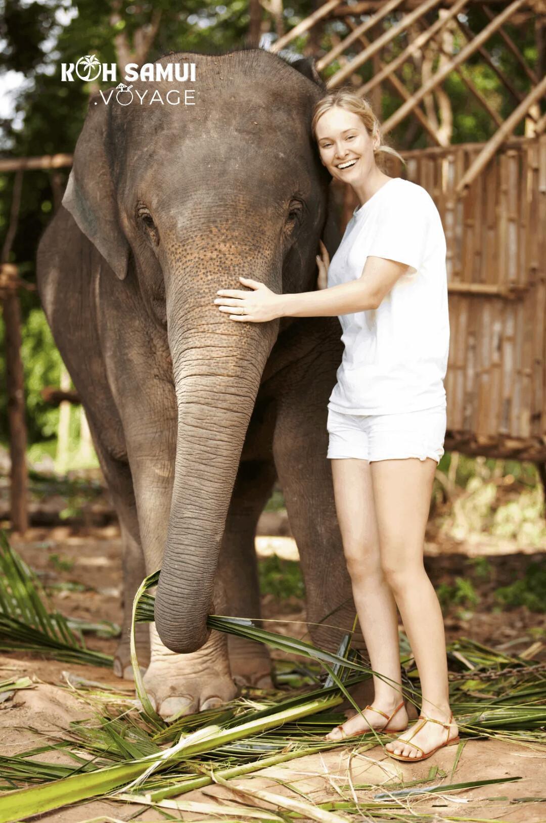 Soins aux éléphants – Une expérience éthique avec Koh Samui Voyage