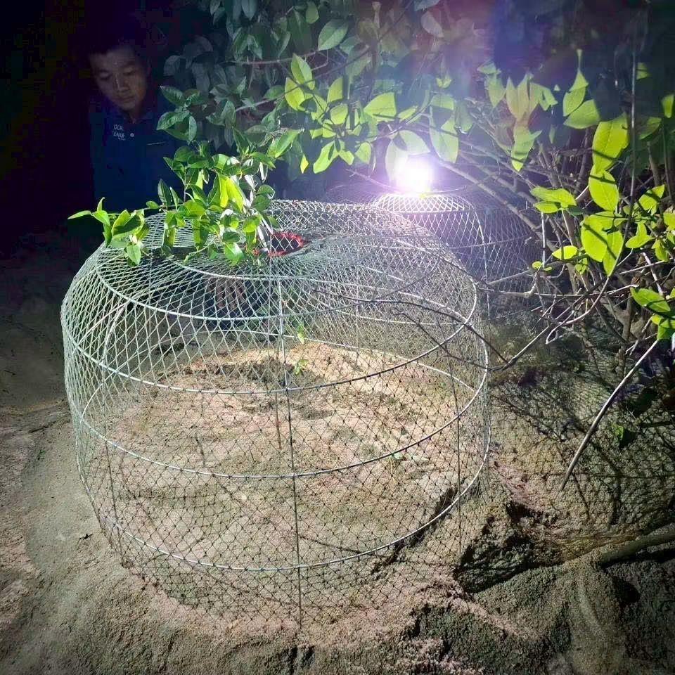 Nature à Koh Samui : Une 5ème ponte de tortue imbriquée confirmée par les autorités !