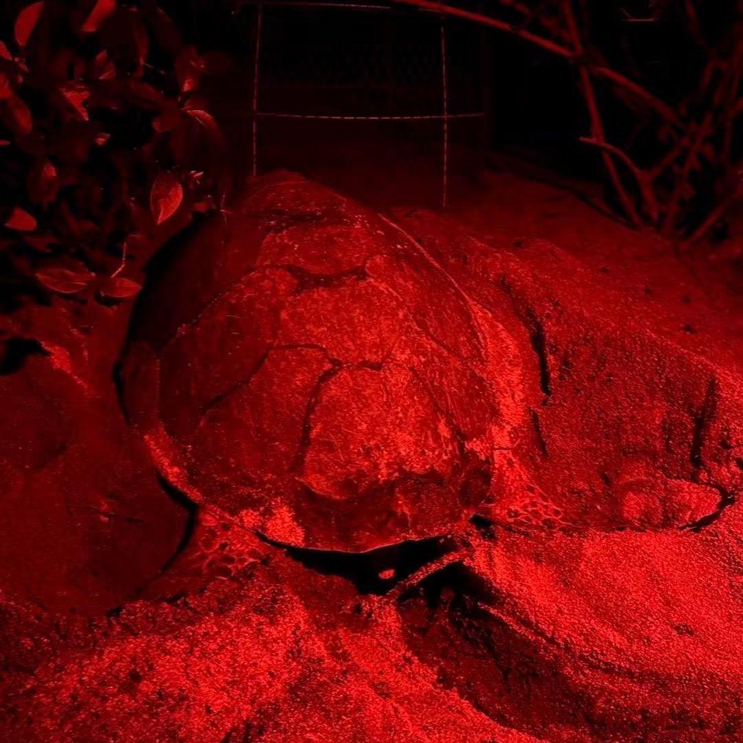 Nature à Koh Samui : Une 5ème ponte de tortue imbriquée confirmée par les autorités !