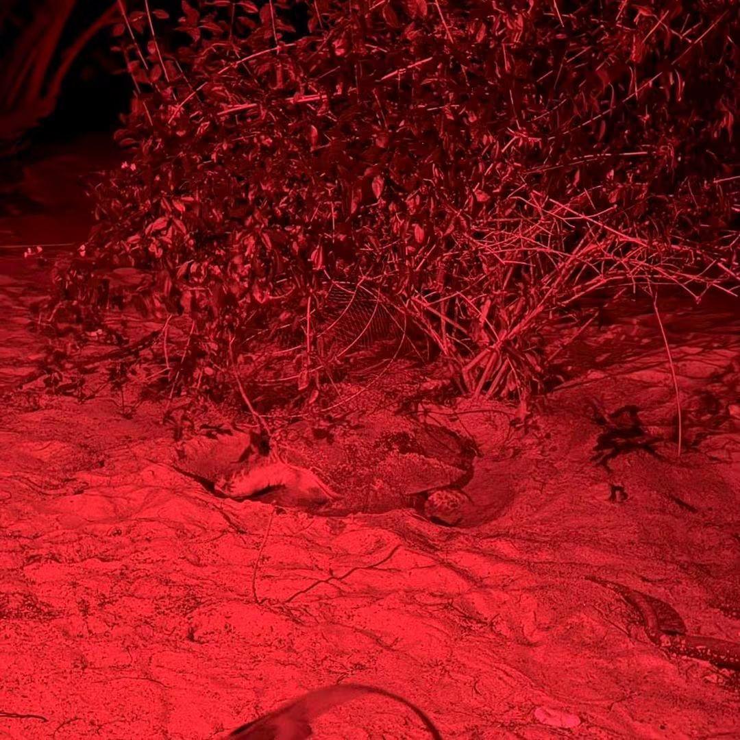 Nature à Koh Samui : Une 5ème ponte de tortue imbriquée confirmée par les autorités !