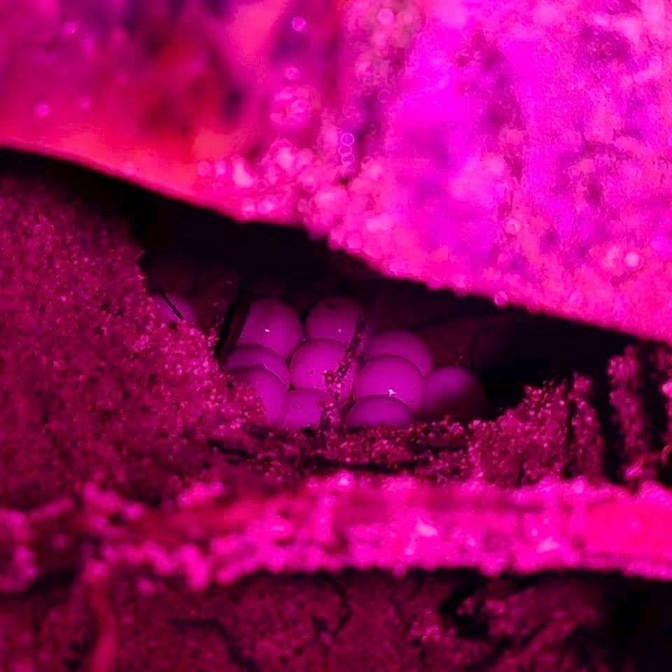 Nature à Koh Samui : Une 5ème ponte de tortue imbriquée confirmée par les autorités !