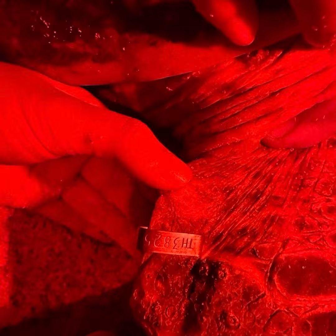 Nature à Koh Samui : Une 5ème ponte de tortue imbriquée confirmée par les autorités !