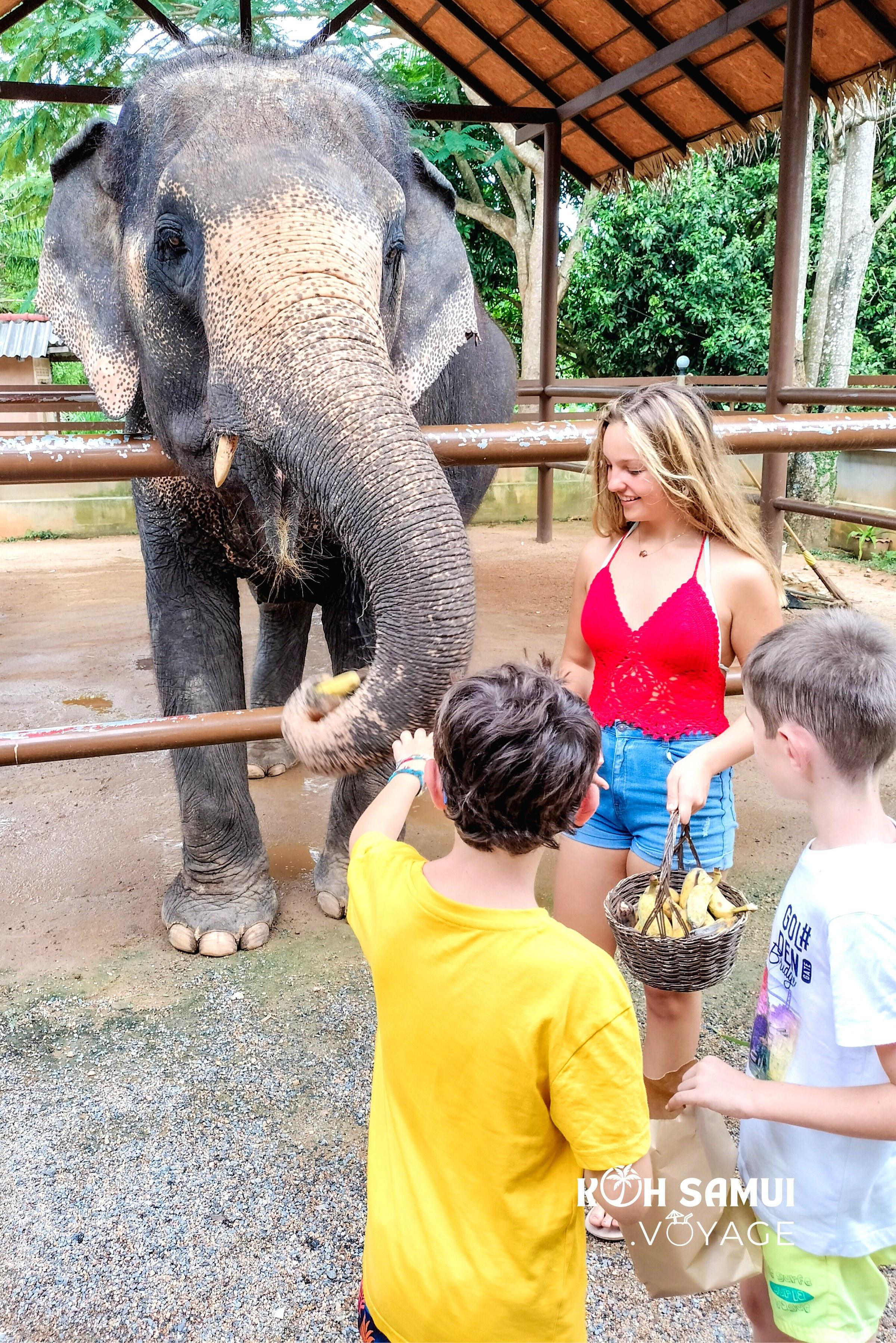 Sanctuaire des éléphants