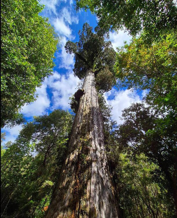 Parque Nacional Alerce Andino Parque Nacional Alerce Andino