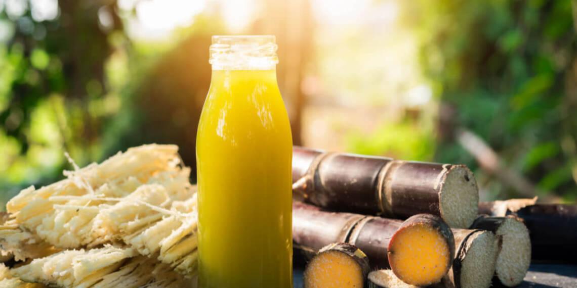 Saccharum officinarum