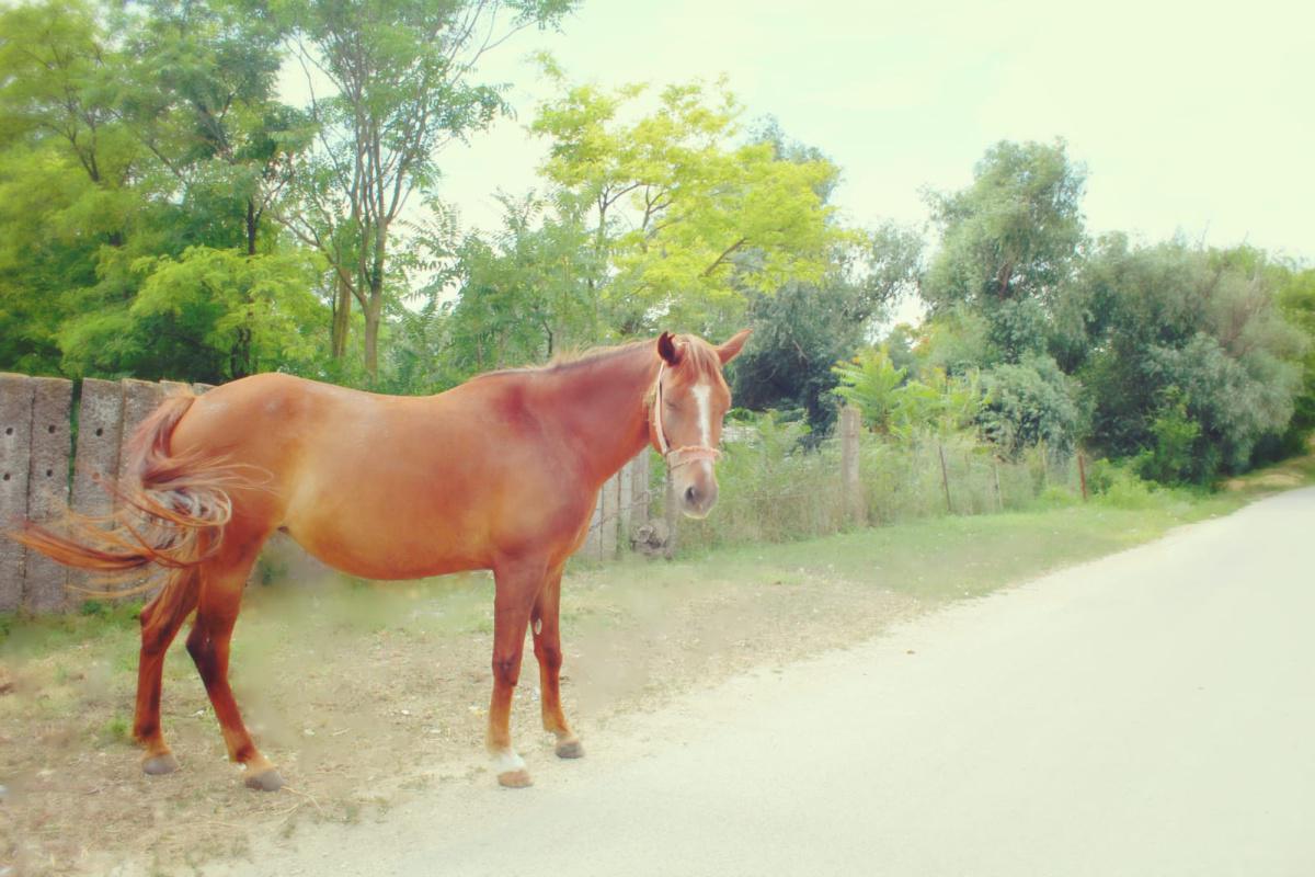 Activitate de cercetare a reprezentanților Centrului Cultural Judeţean Constanţa ,,Teodor T. Burada”, în satul Piatra Activitate de cercetare a reprezentanților Centrului Cultural Judeţean Constanţa ,,Teodor T. Burada”, în satul Piatra